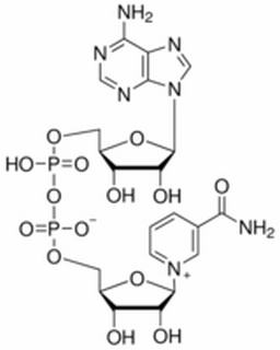 酶類(lèi)