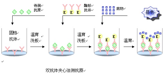 Elisa生化原理