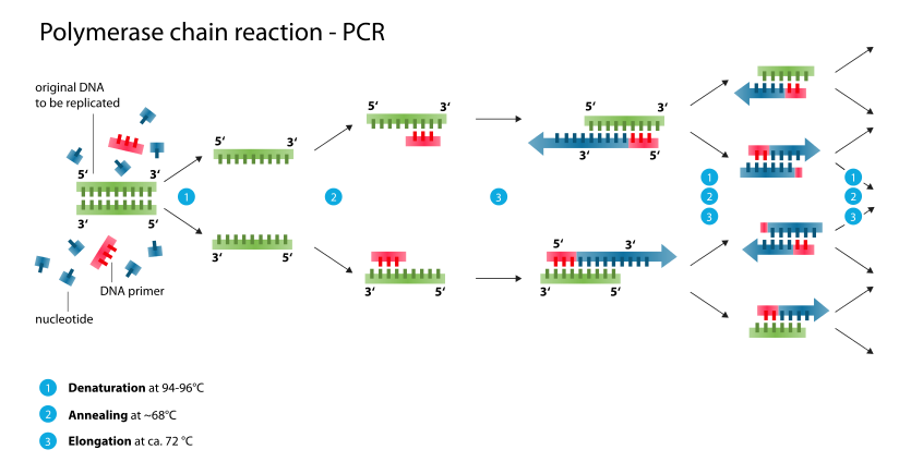 PCR