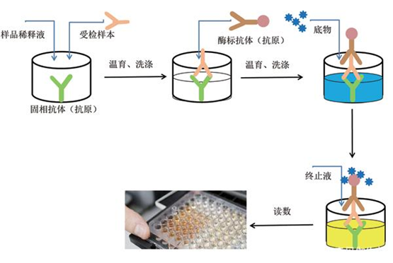 elisa實驗步驟