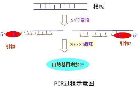 PCR步驟